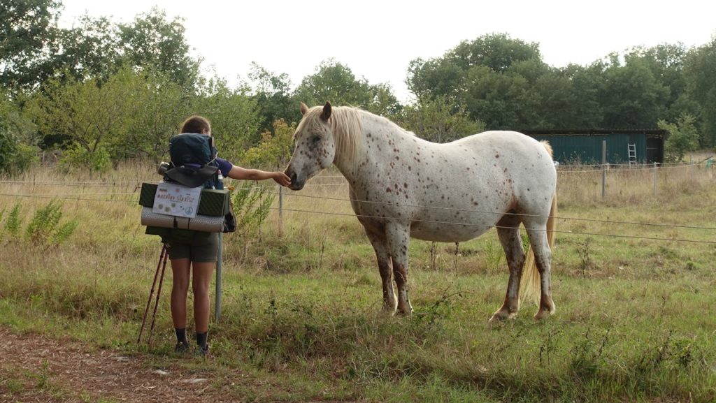 Person Holding a White Horse